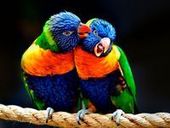 Bird Sounds