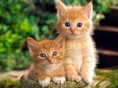 Cat Sounds