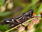Cricket Sounds