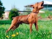 Dog Sounds