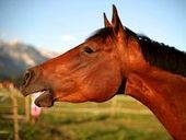 Horse Sounds