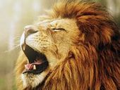 Lion Sounds