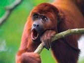 Monkey Sounds